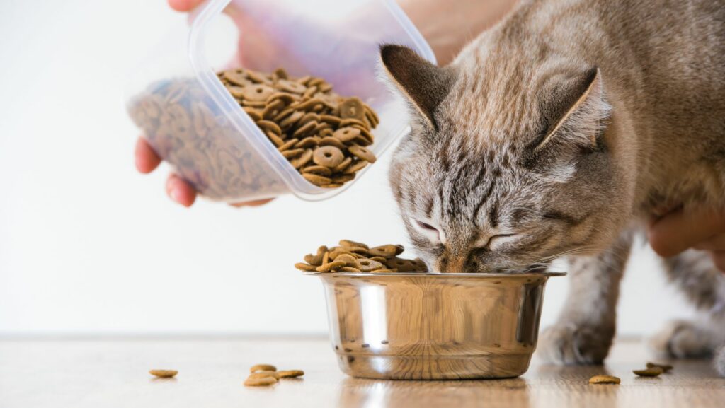 wellness core cat food review