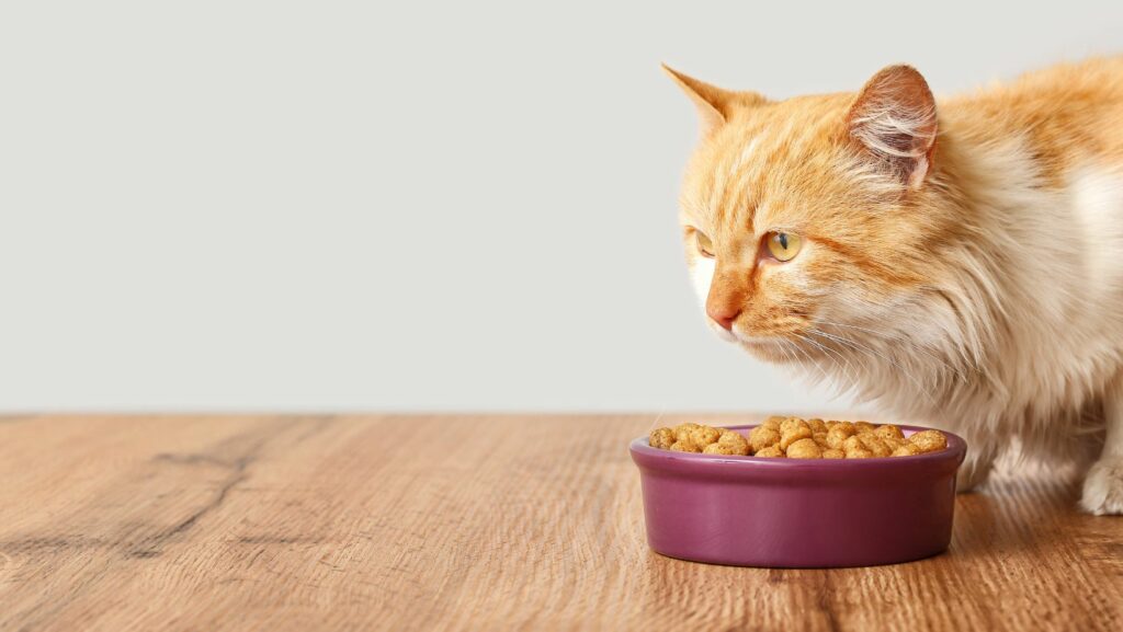 wellness cat food recall